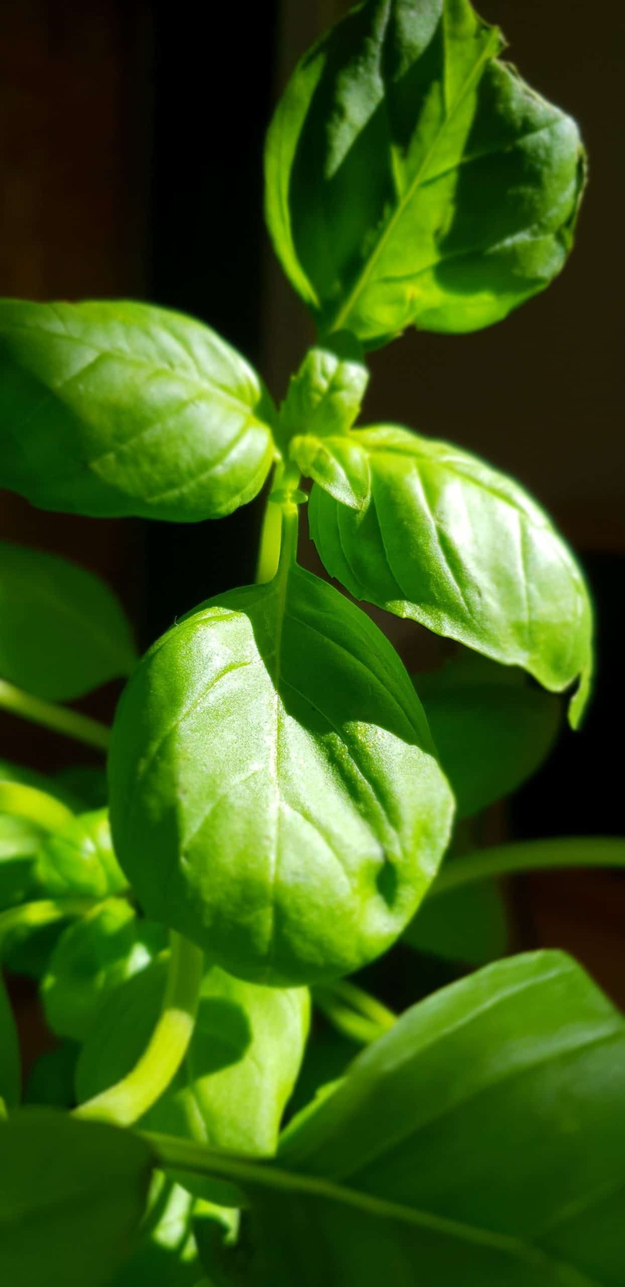 basil essential oil
