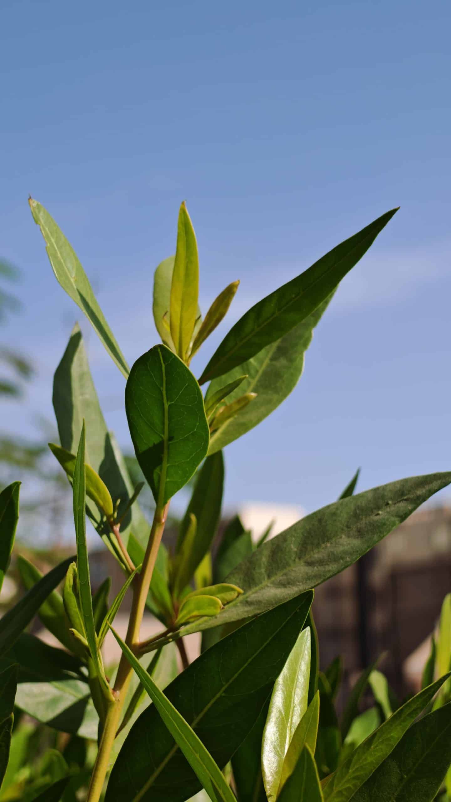 Bay Essential Oil