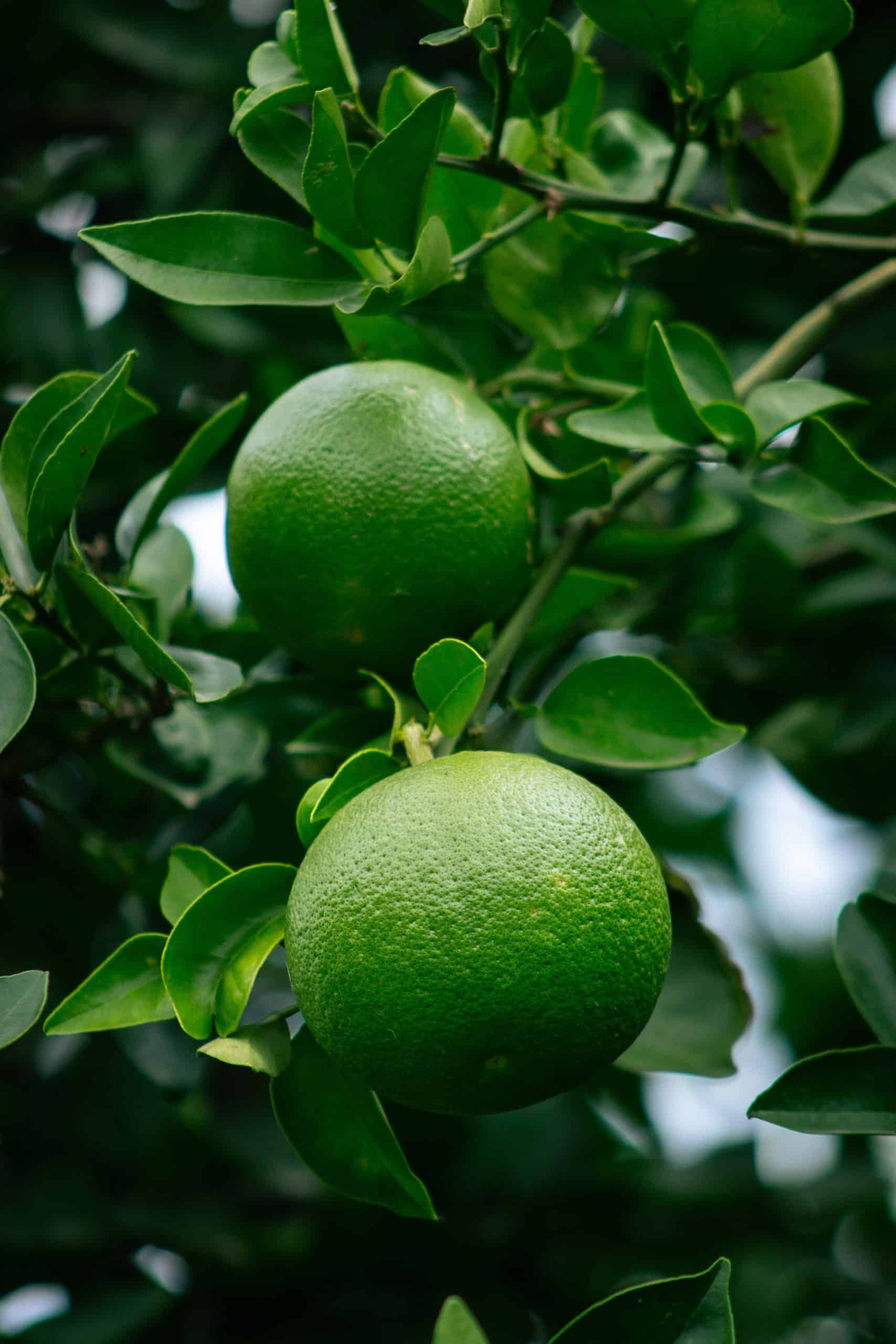 Bergamot essential oil