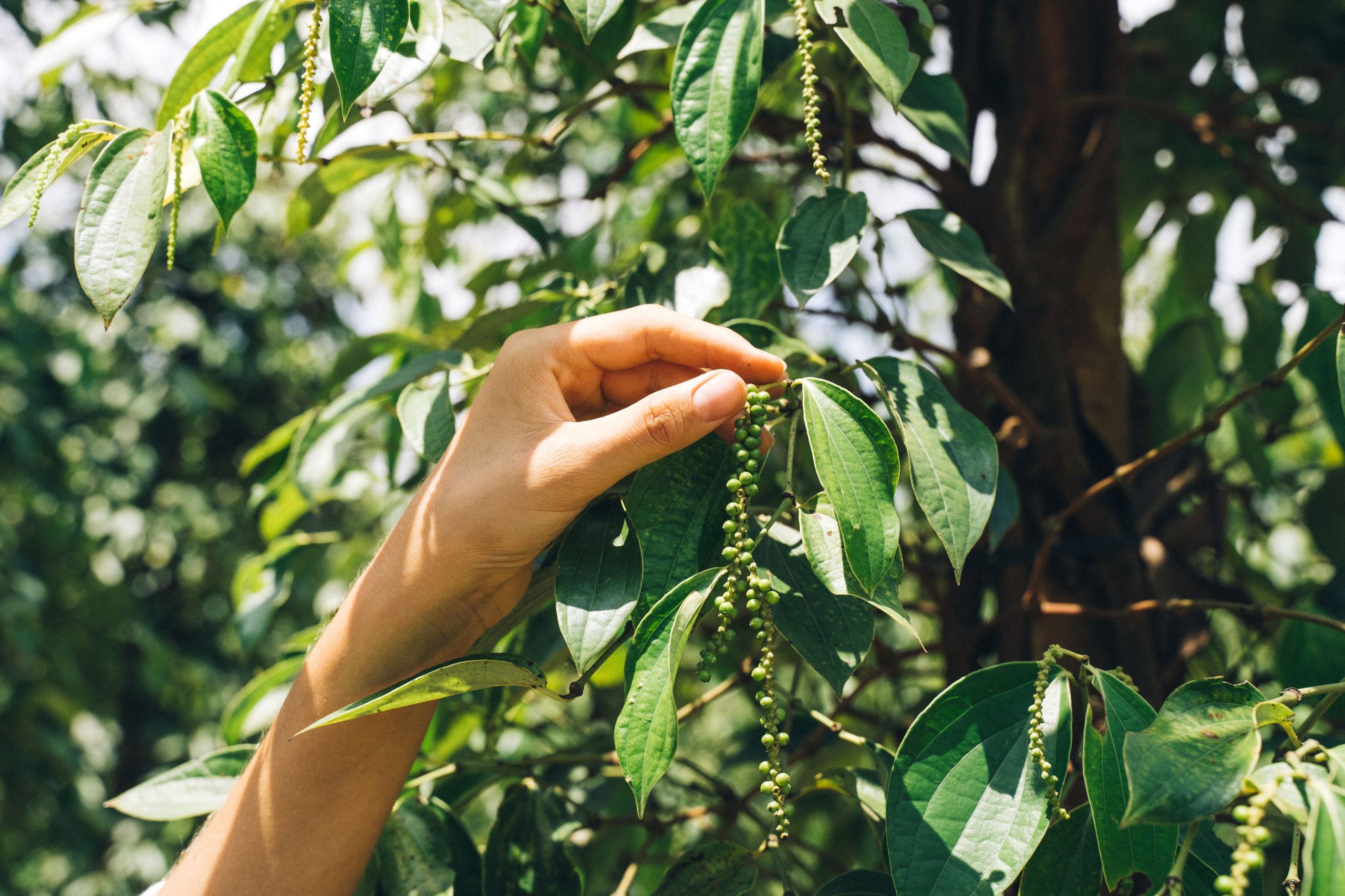Black Pepper essential oil