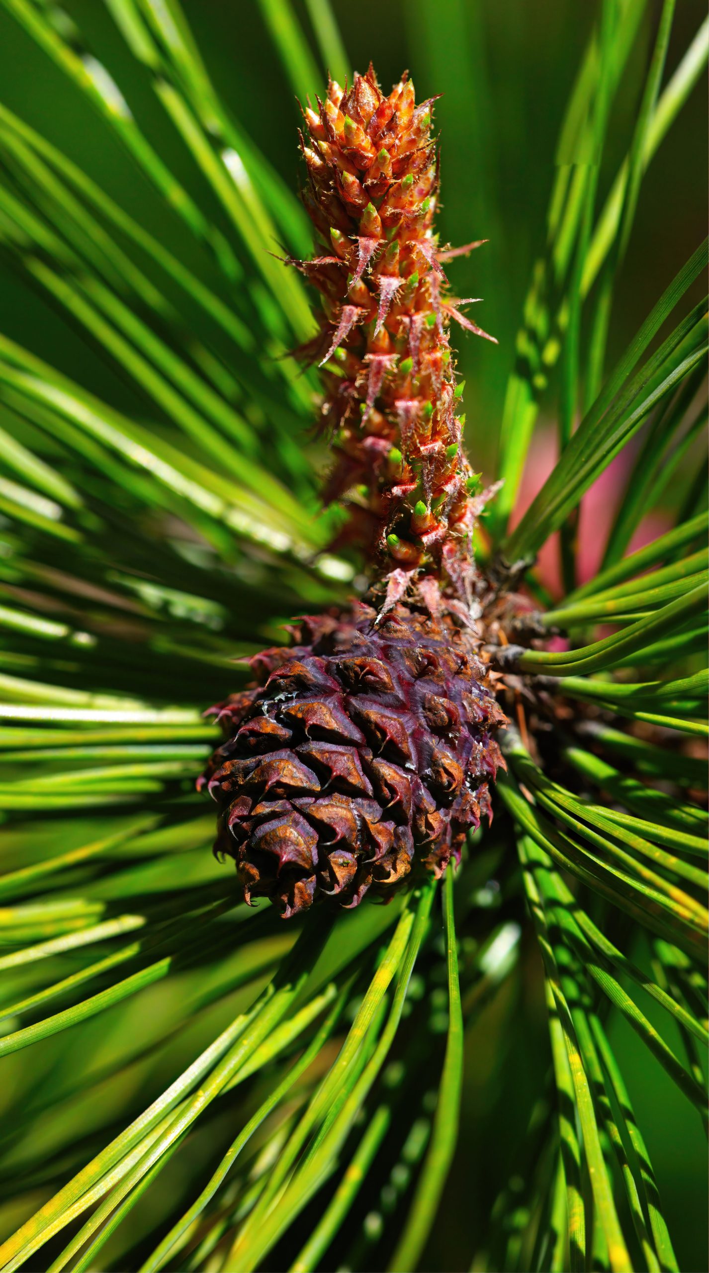Cedarwood essential oil