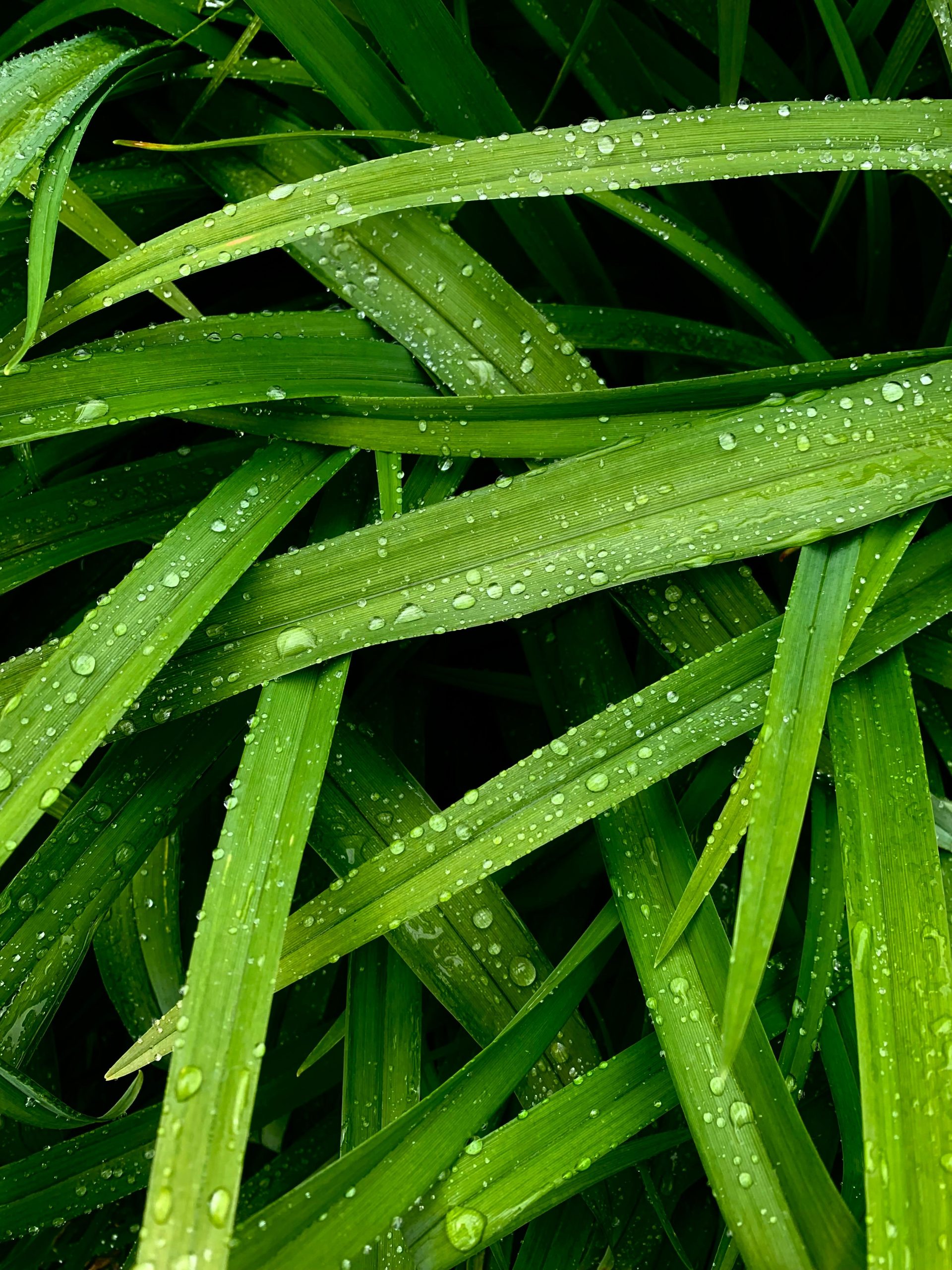Citronella essential oil