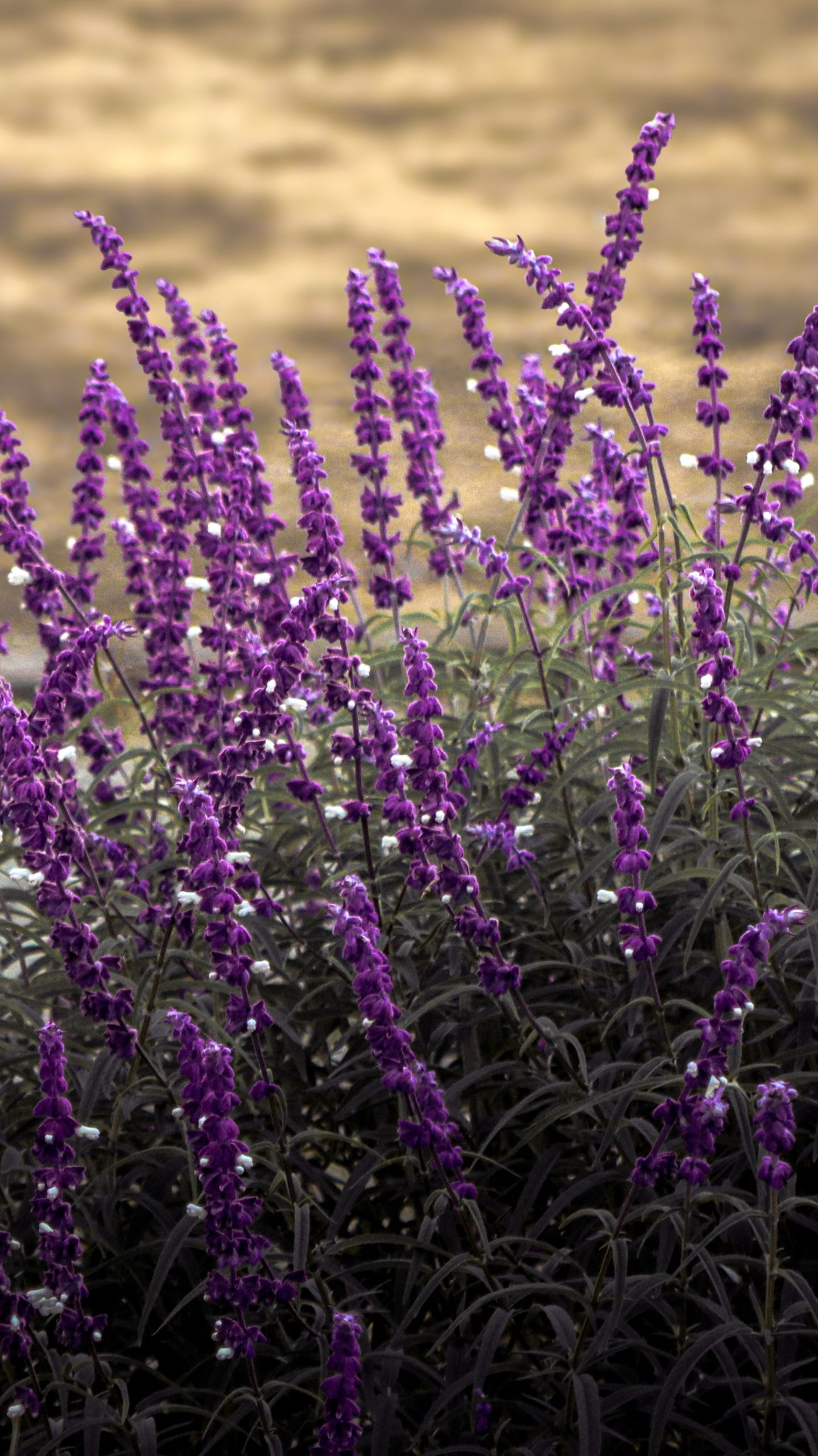 Clary Sage essential oil