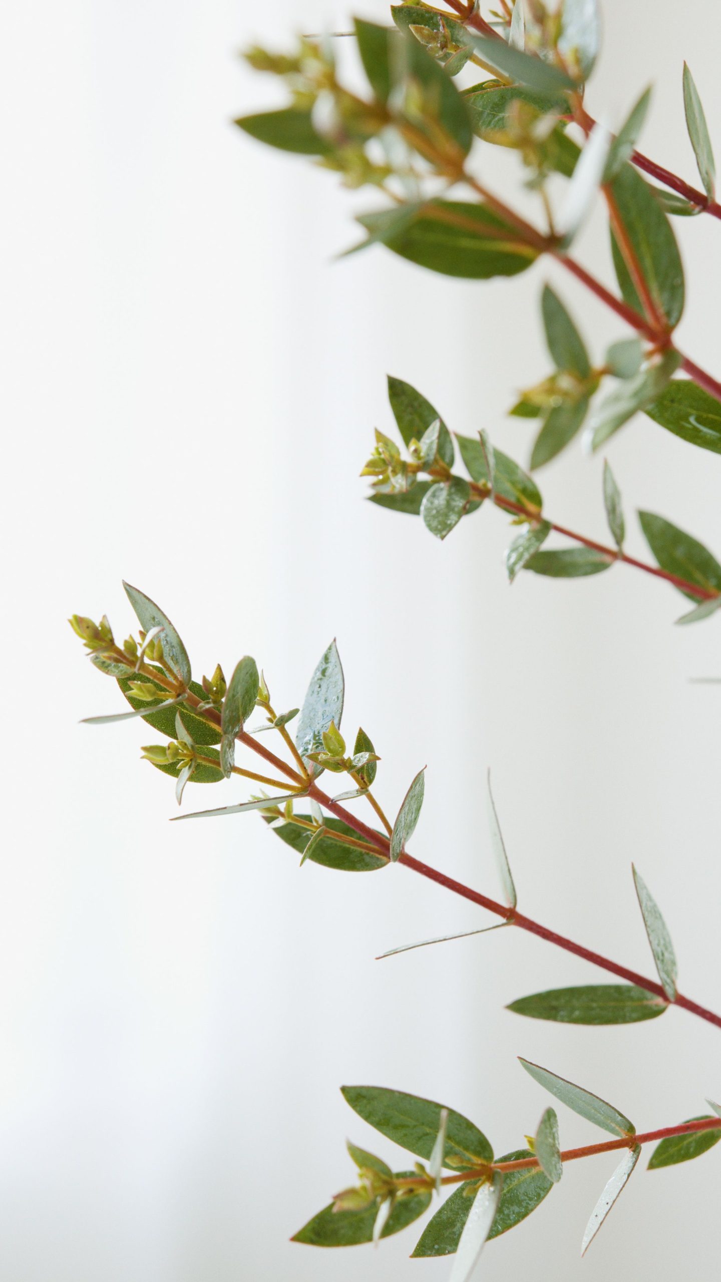 Eucalyptus essential oil