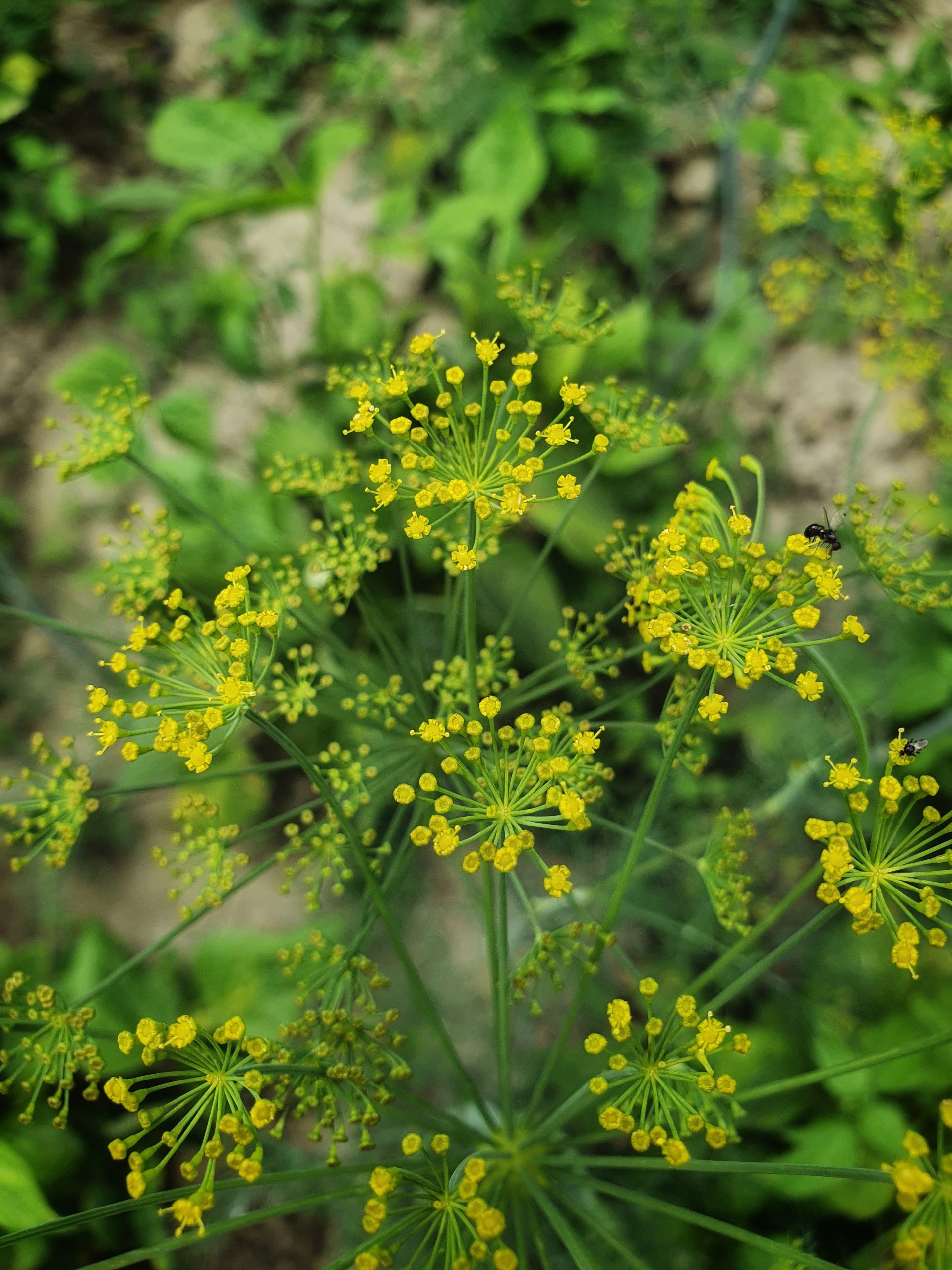 Fennel essential oil