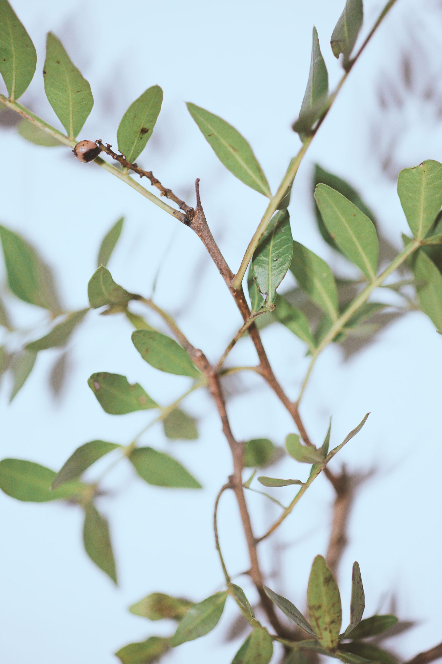 Frankincense essential oil