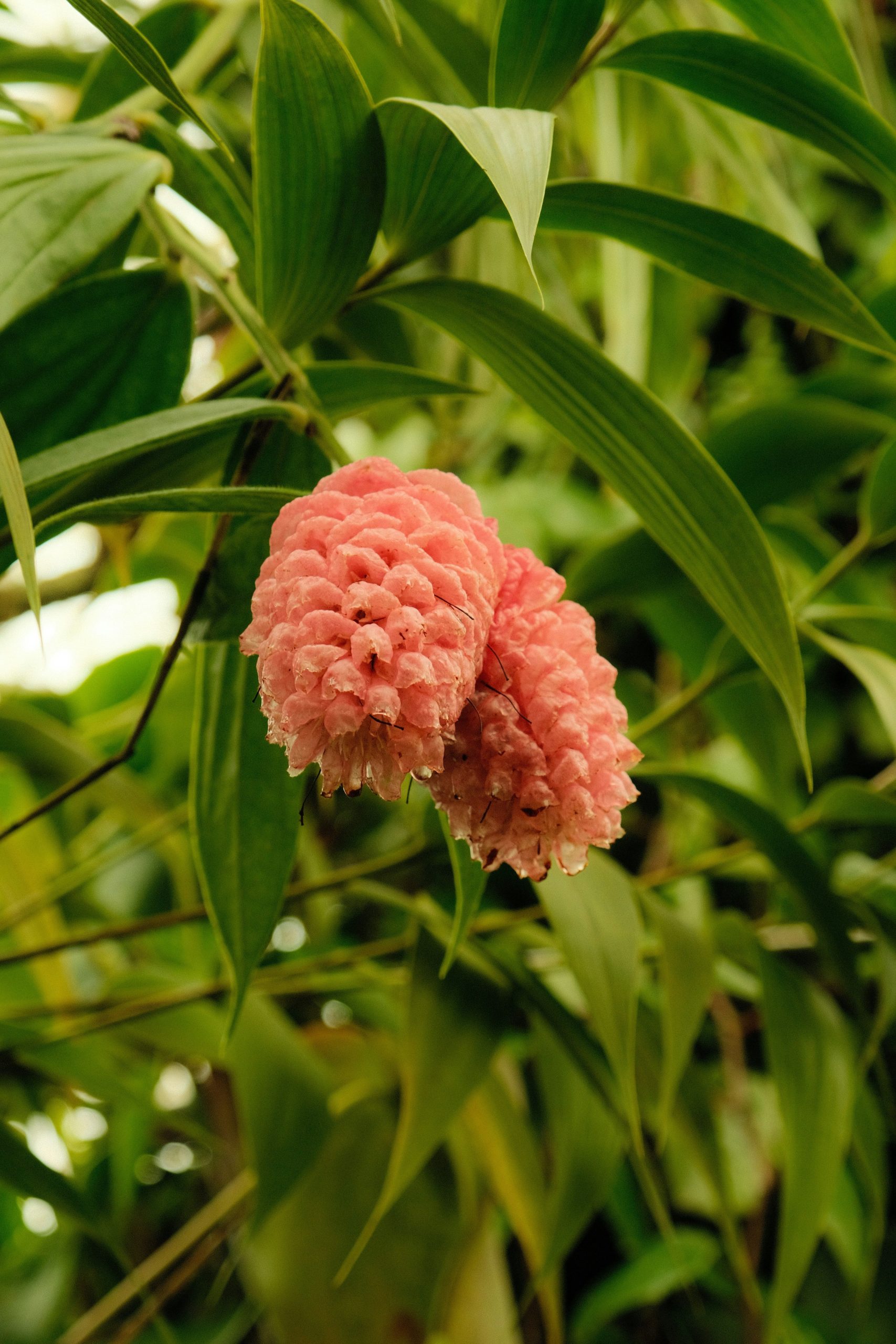 Ginger essential oil