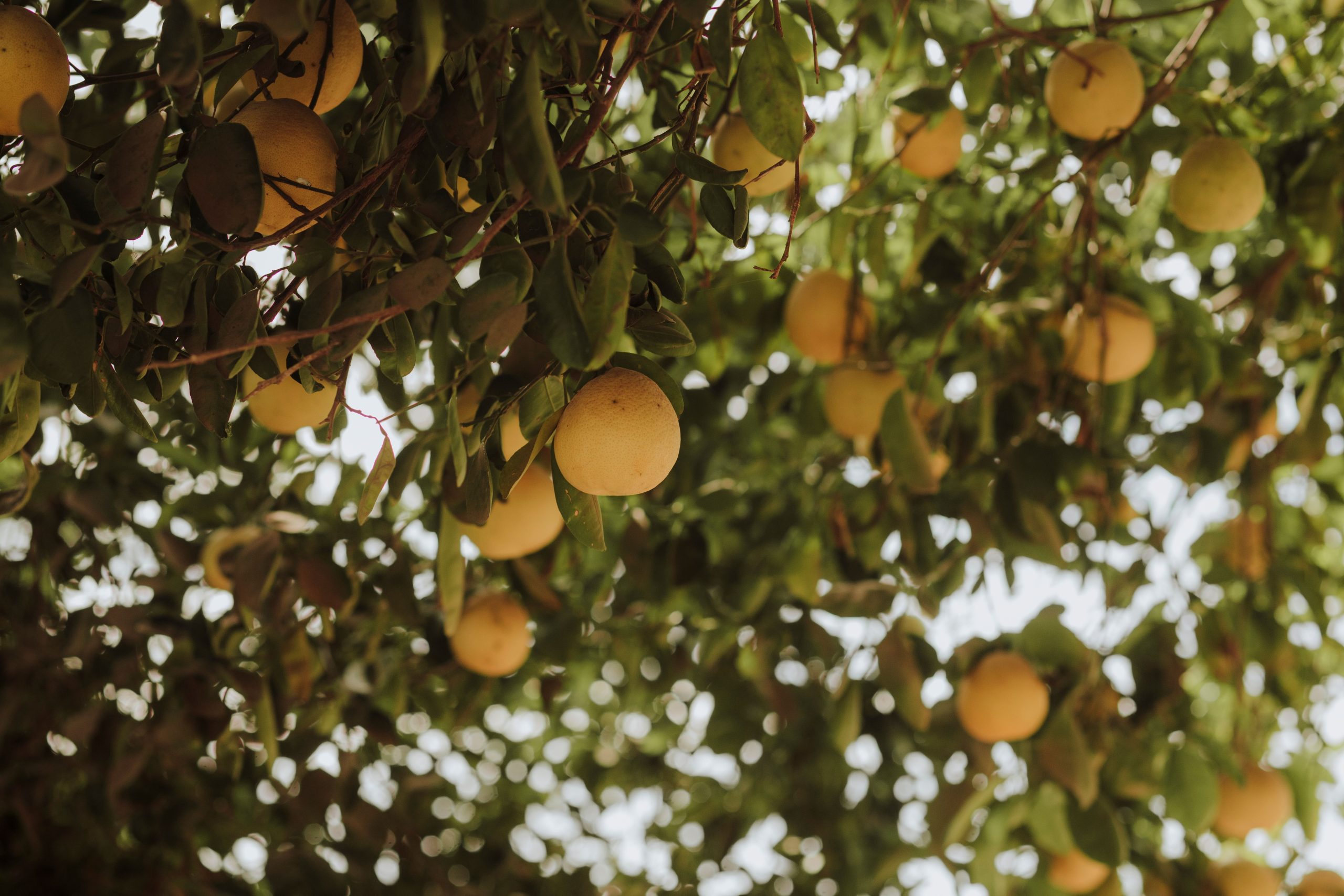 Grapefruit essential oil