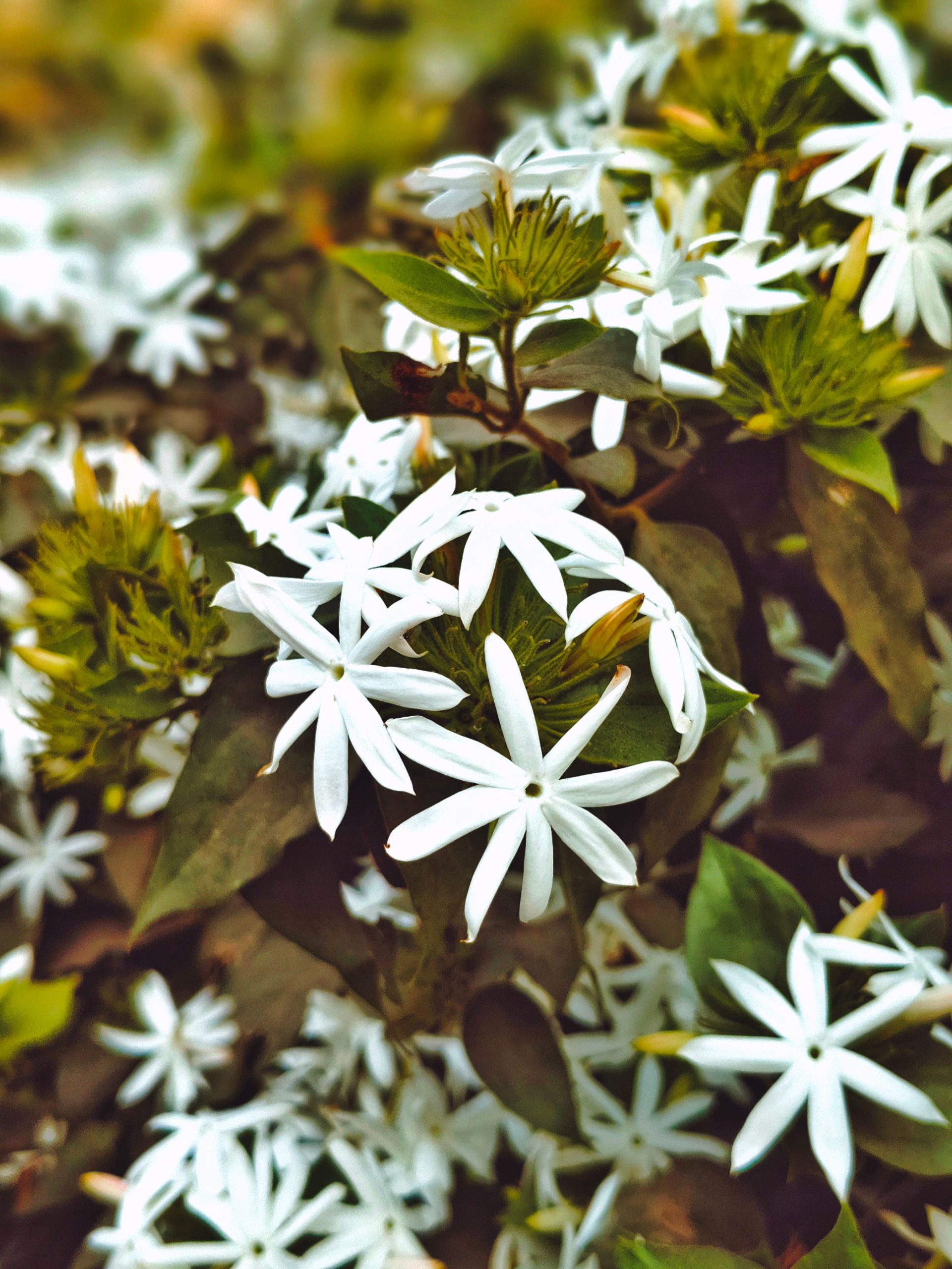 Jasmine essential oil