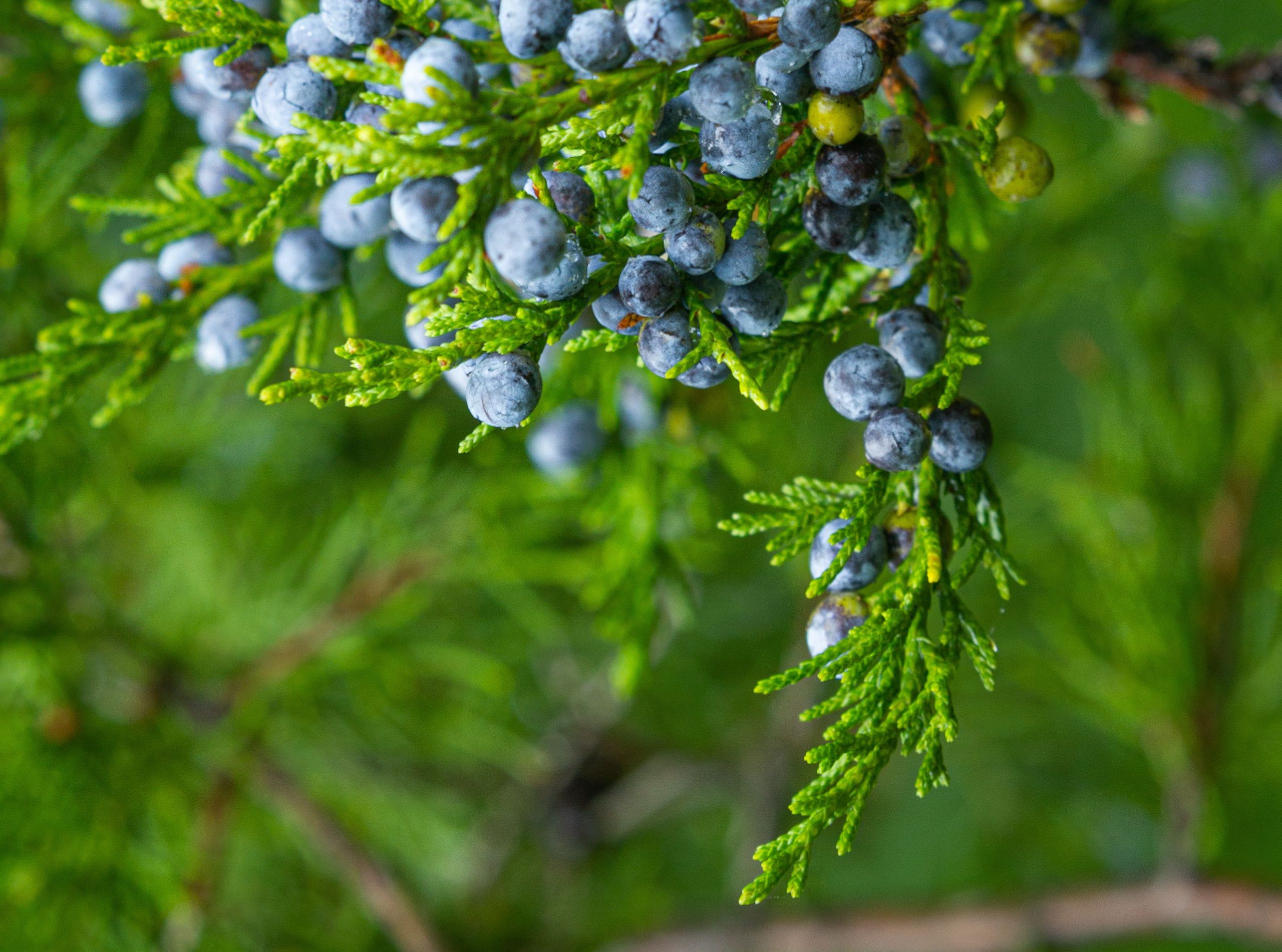 Juniper Berry essential oil