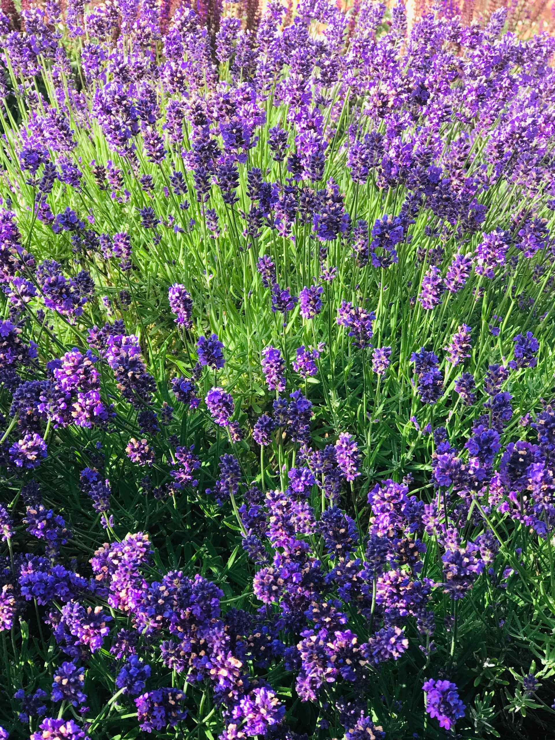 Lavender essential oil
