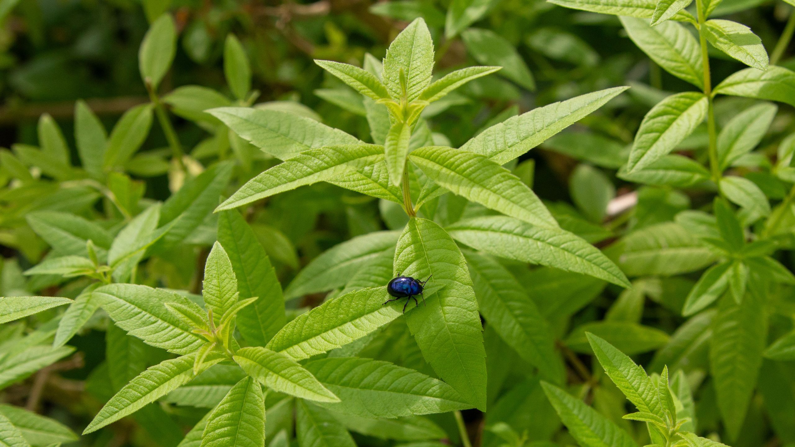 Lemon Verbena Essential Oil