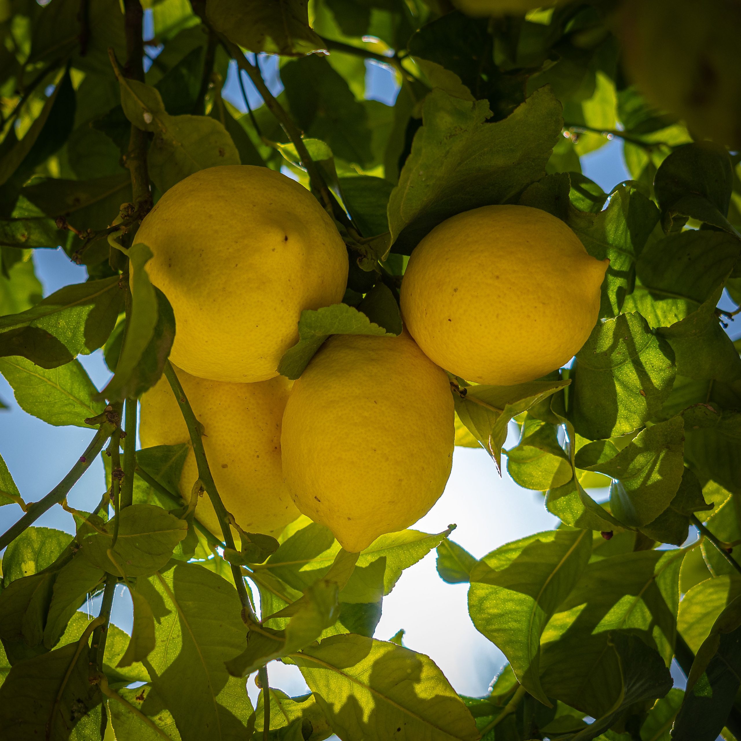 Lemon Essential Oil