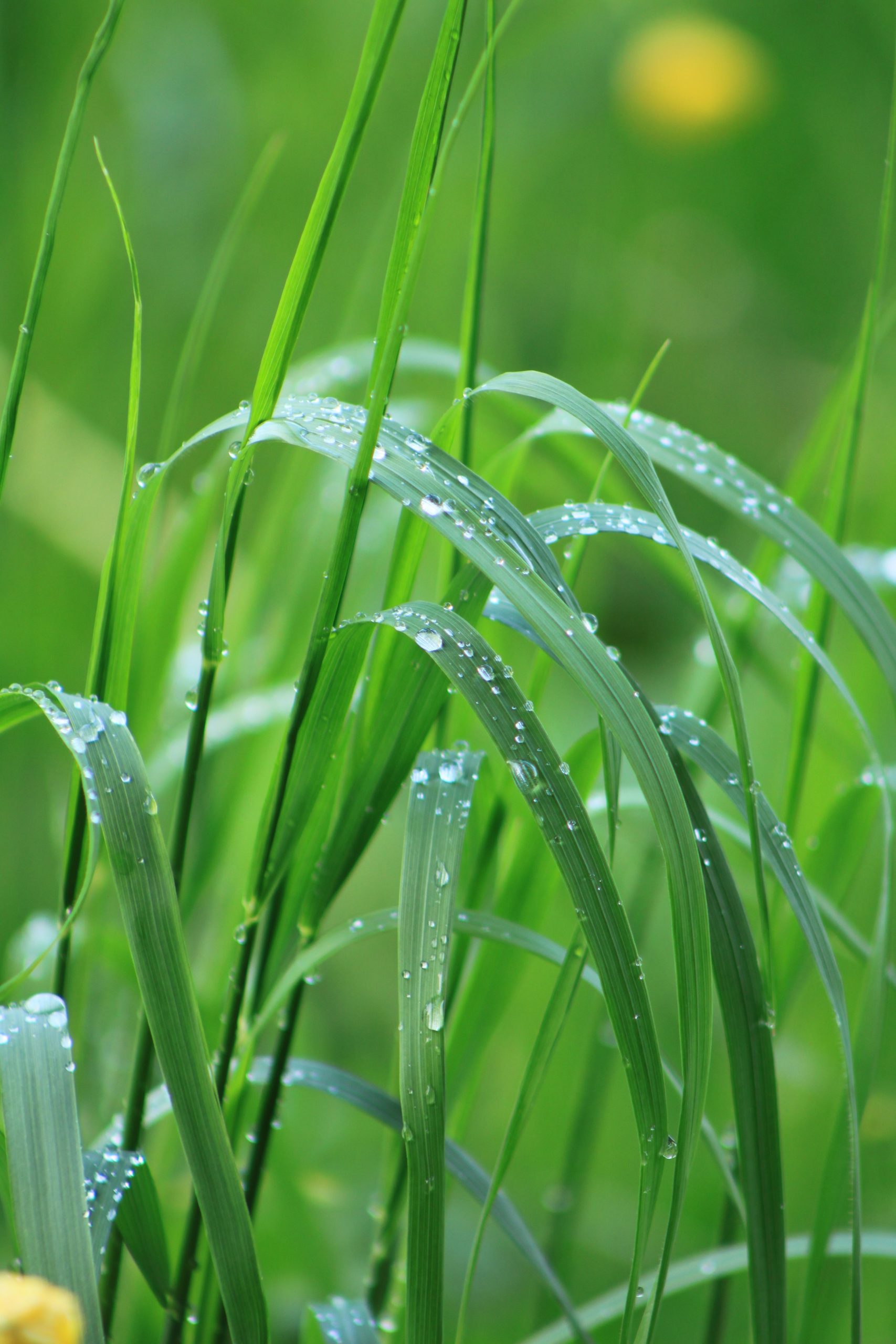 Lemongrass Essential Oil