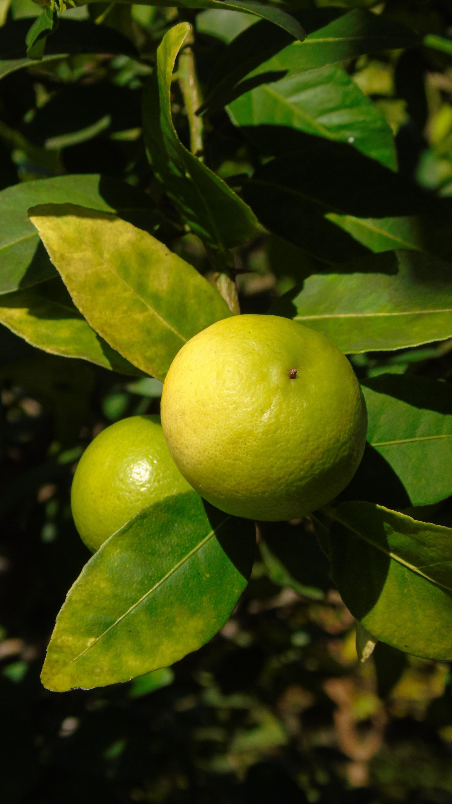Lime Essential Oil