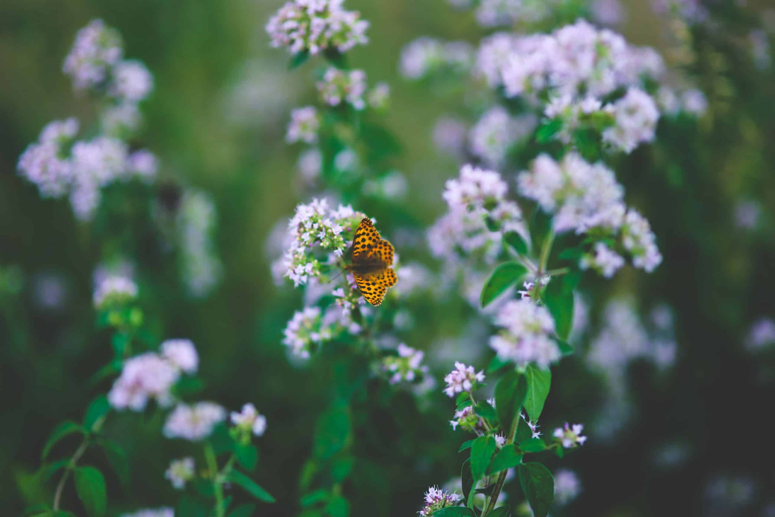 Marjoram Essential Oil