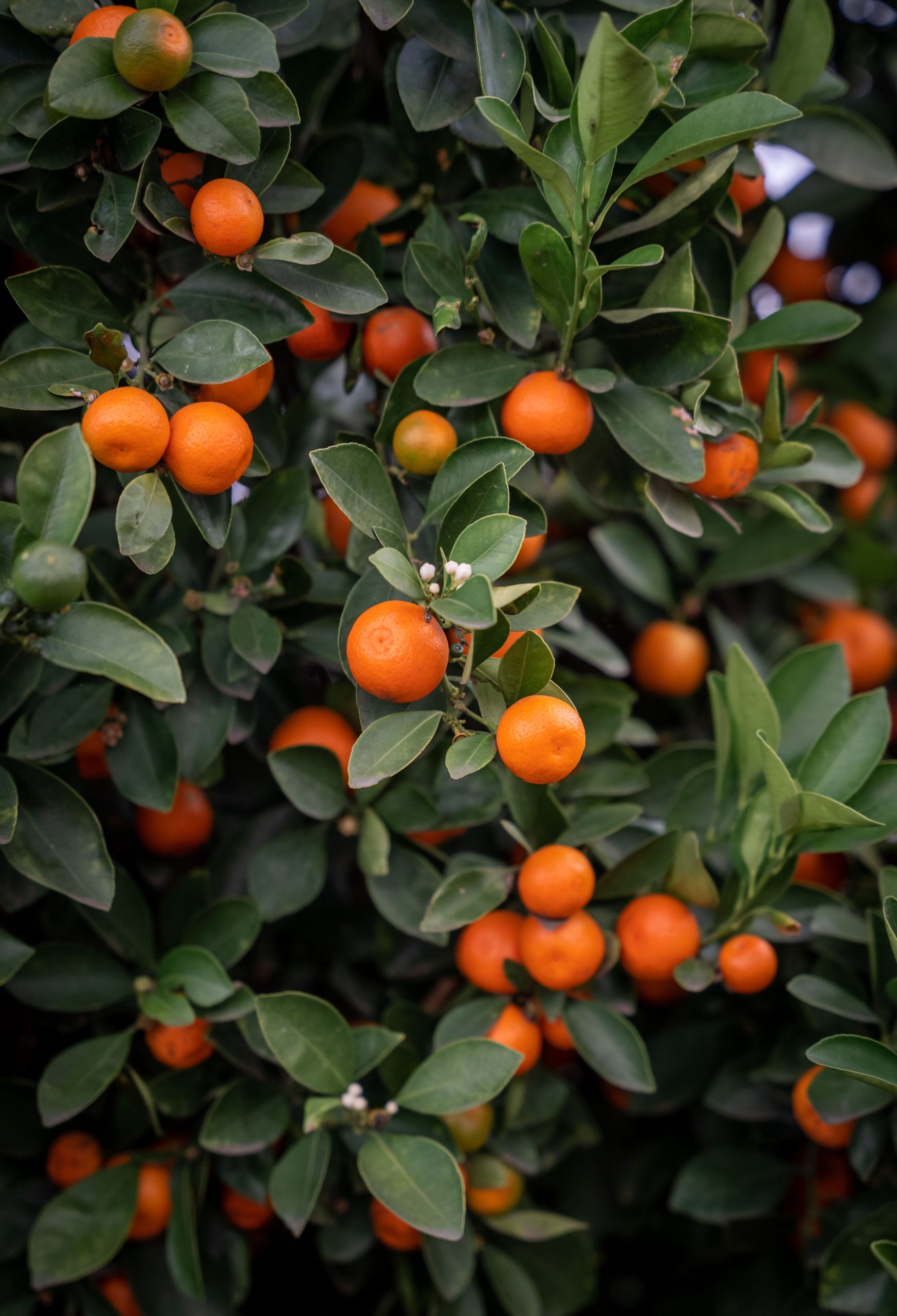 Naartjie Essential Oil