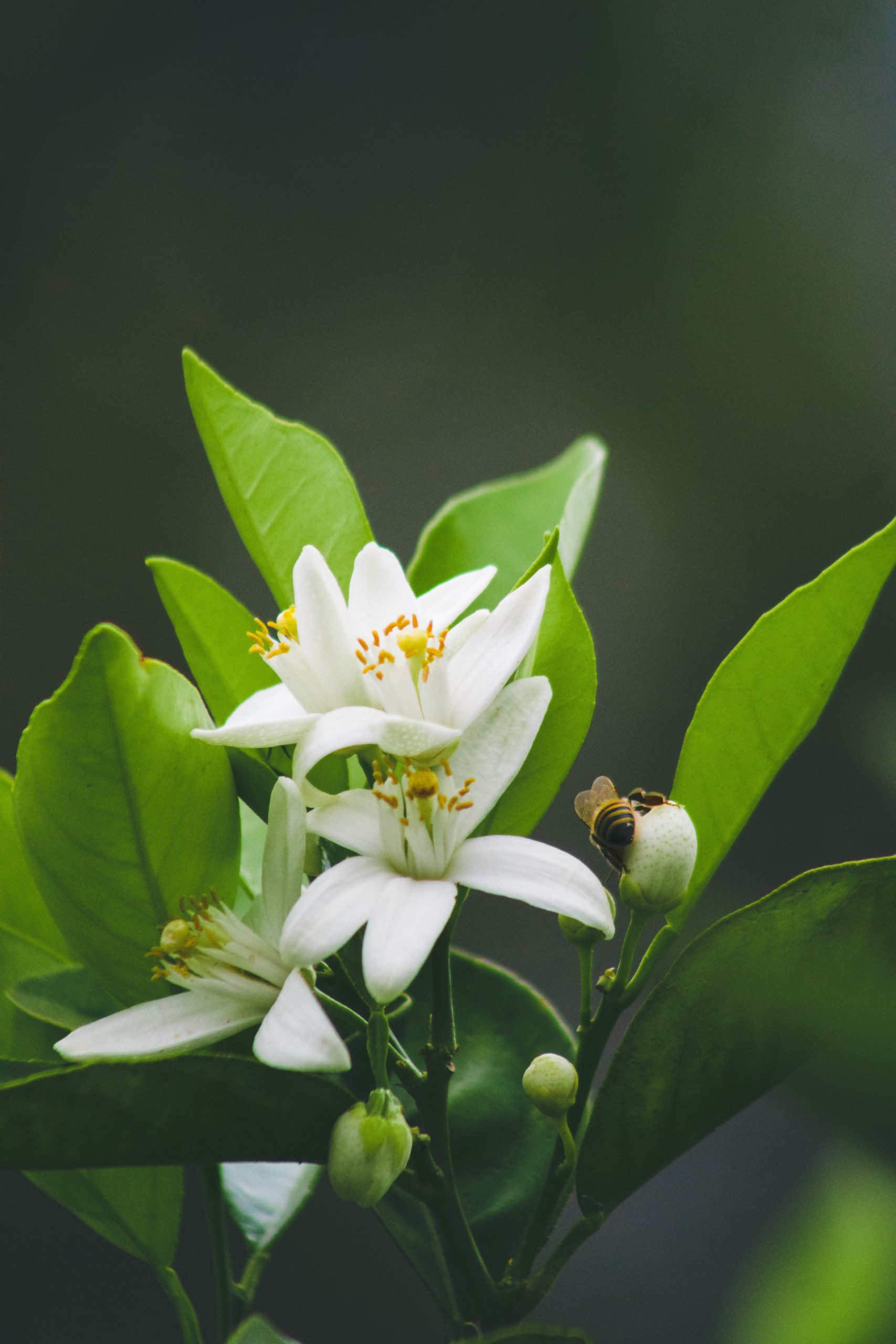 Neroli Essential Oil