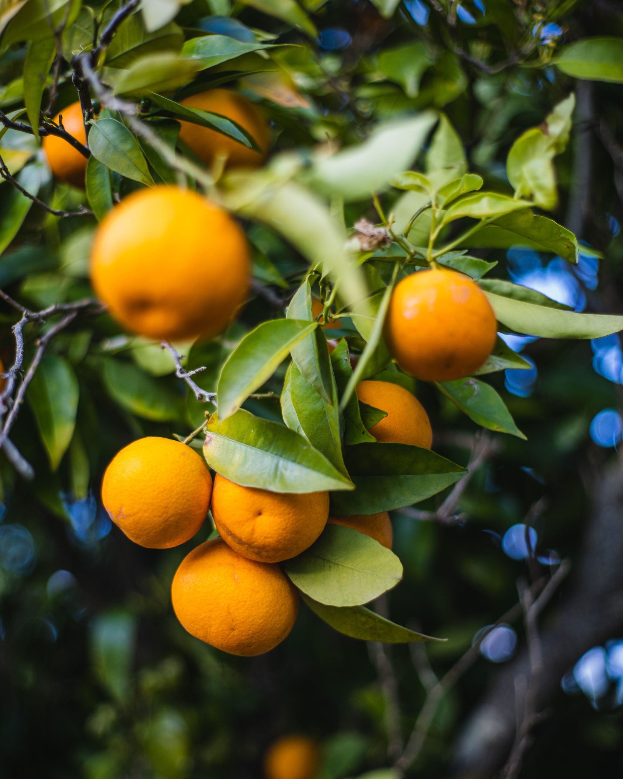 Orange Essential Oil