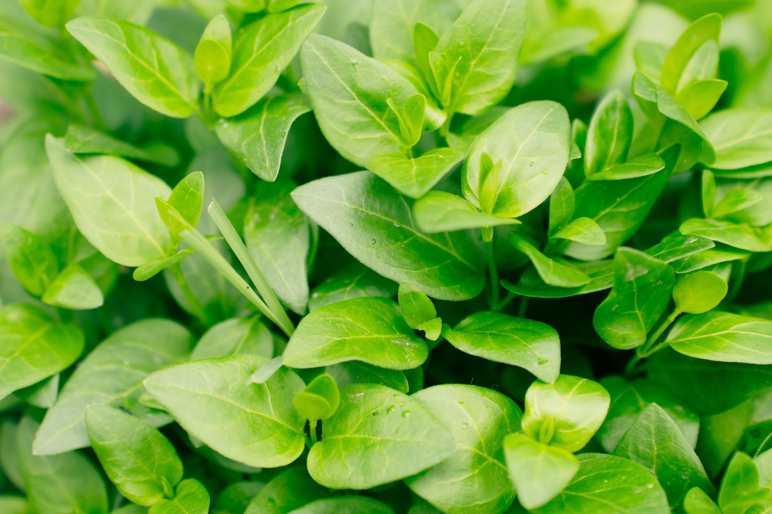 Oreganum Essential Oil