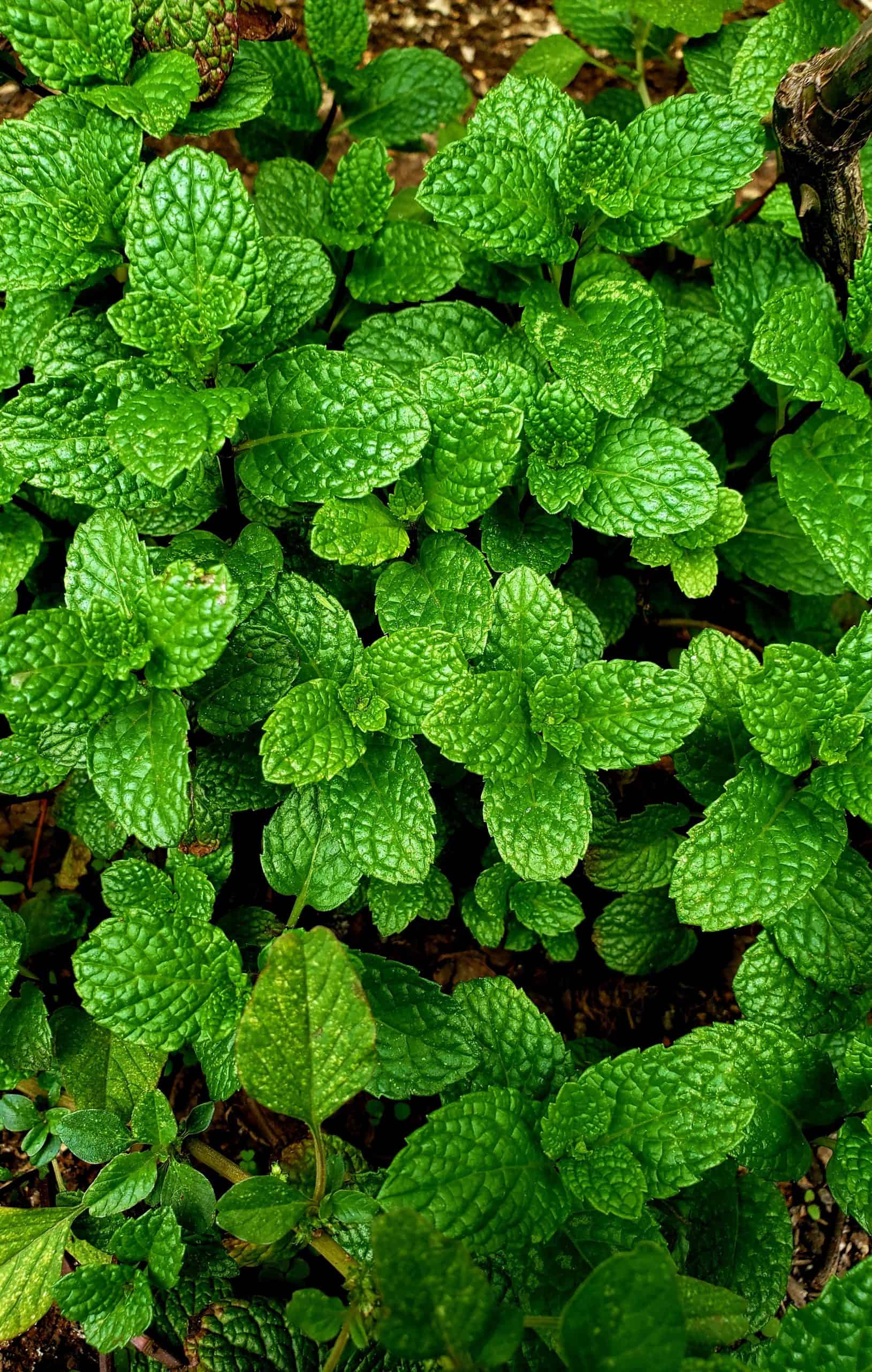 Peppermint Essential Oil