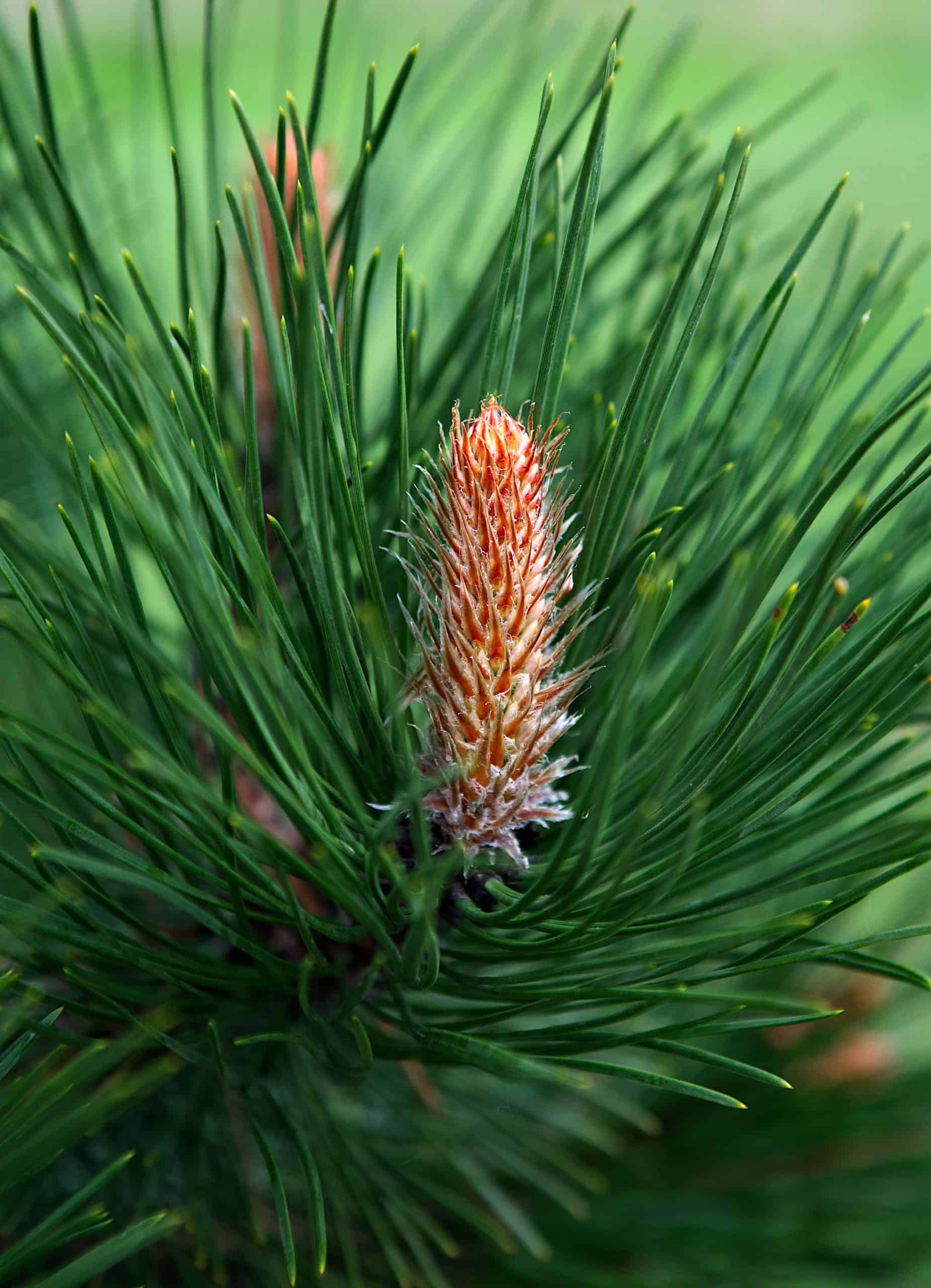 Pine Essential Oil