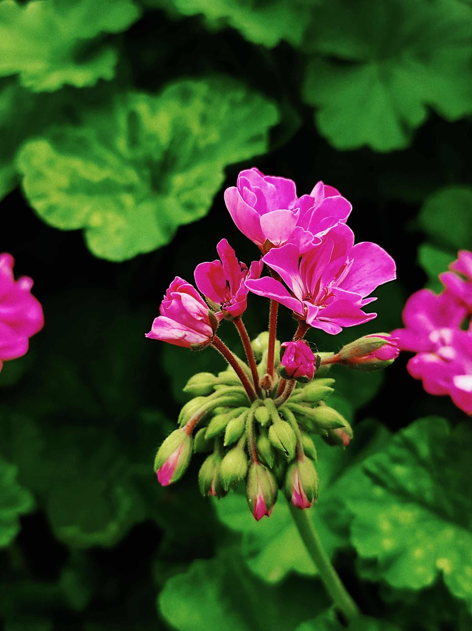 Rose Geranium Essential Oil