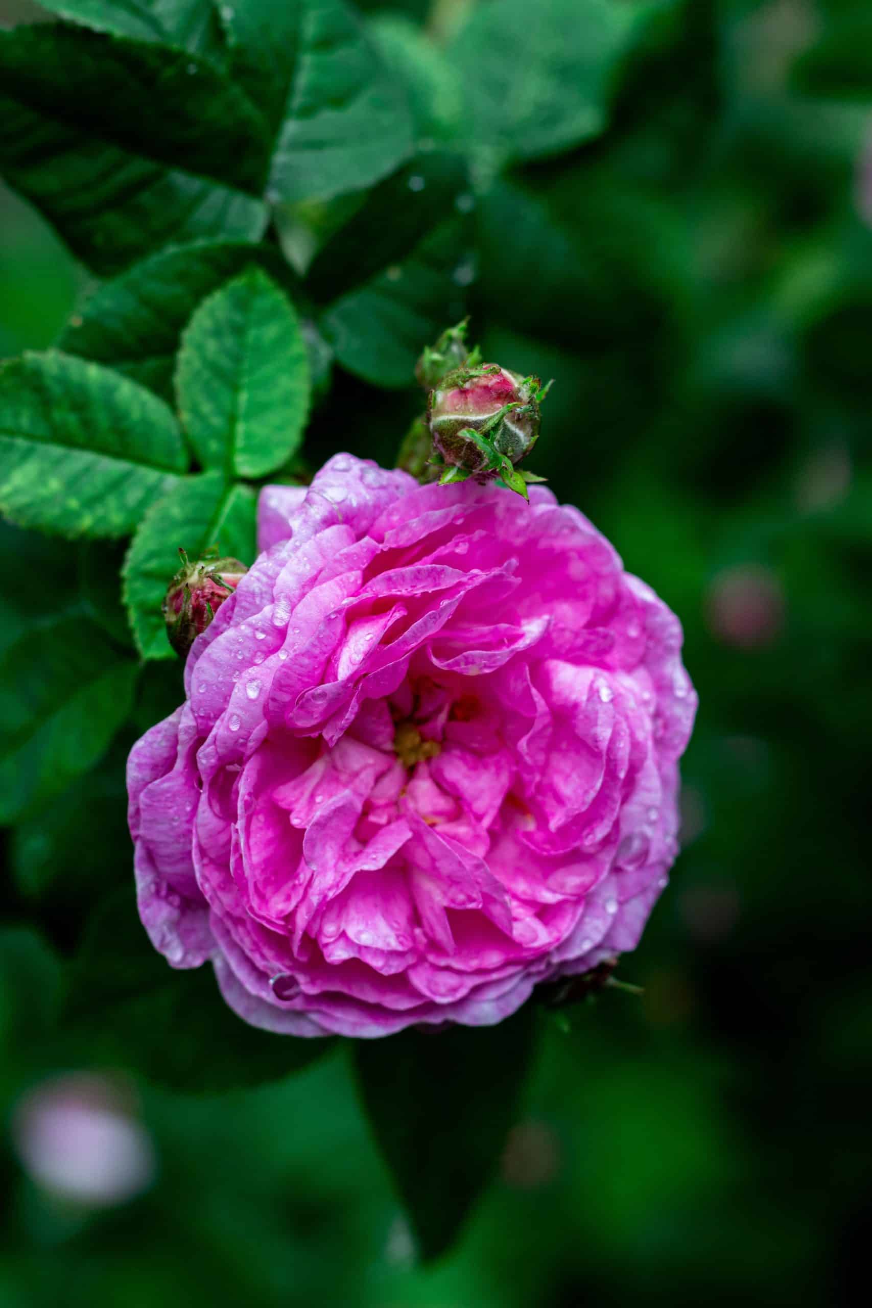 Rose Essential Oil