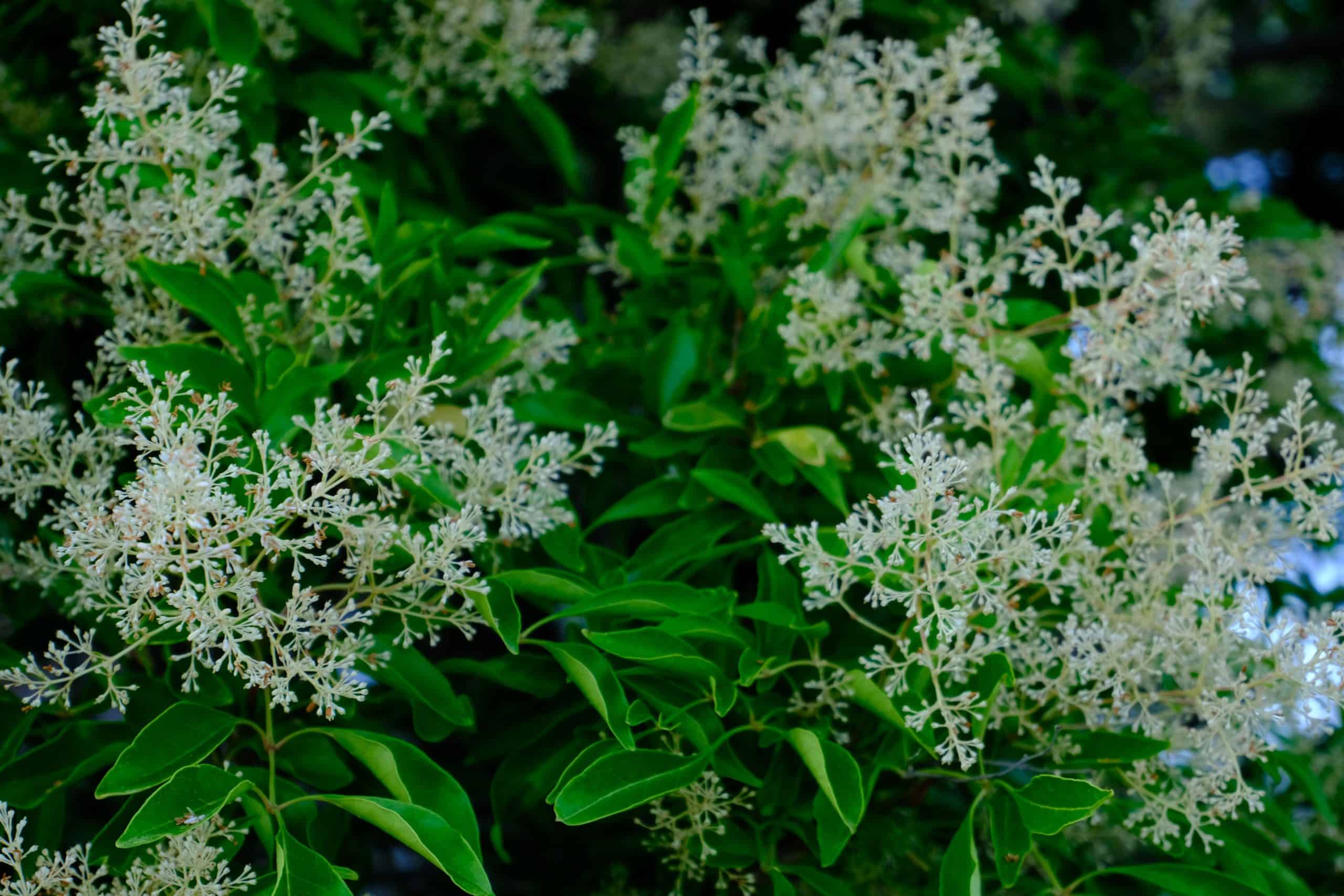 Sandalwood Essential Oil