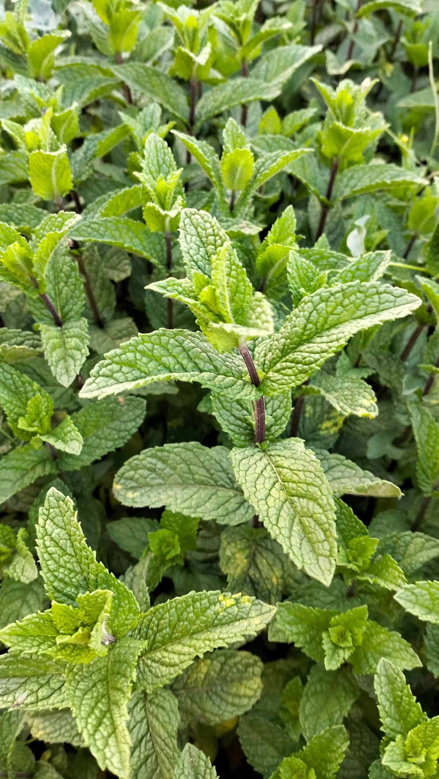 Spearmint Essential Oil