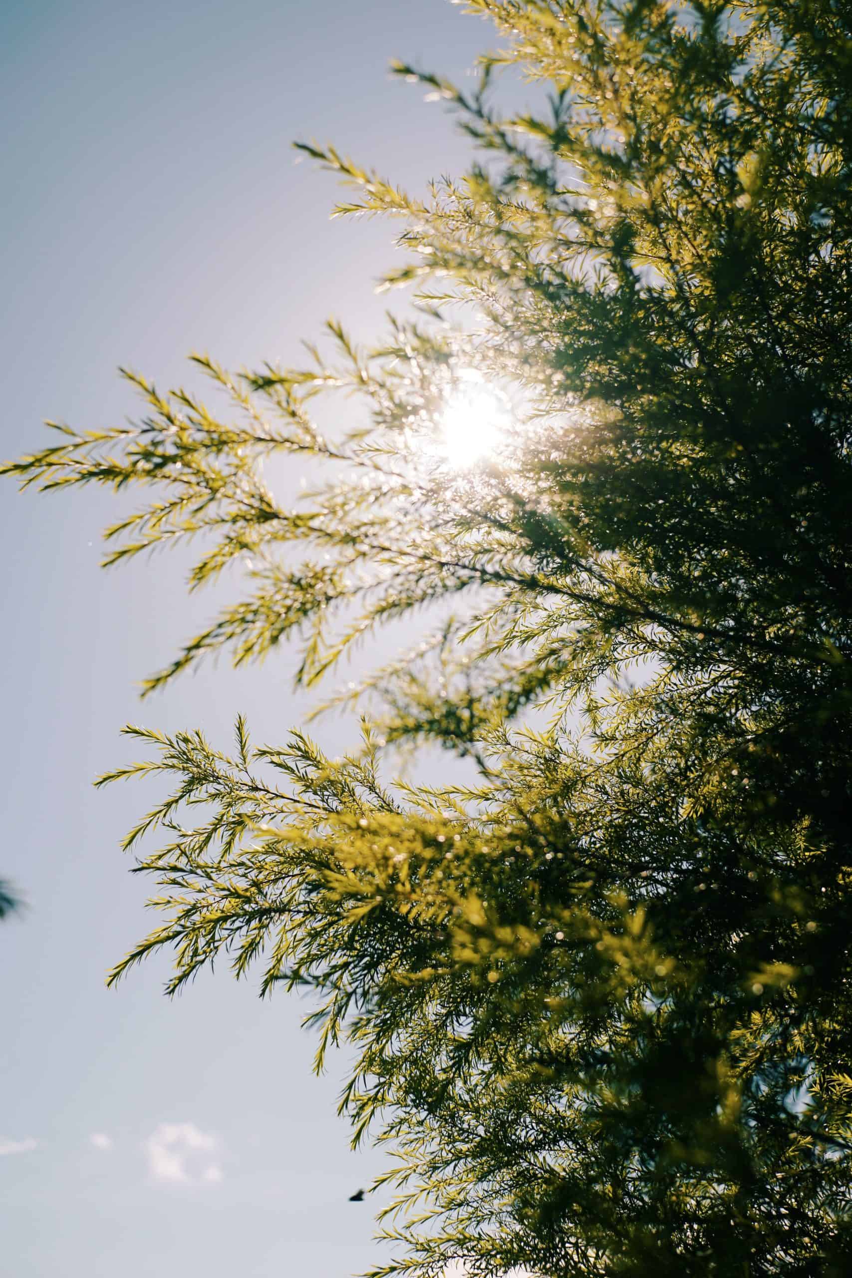 Tea Tree Essential Oil