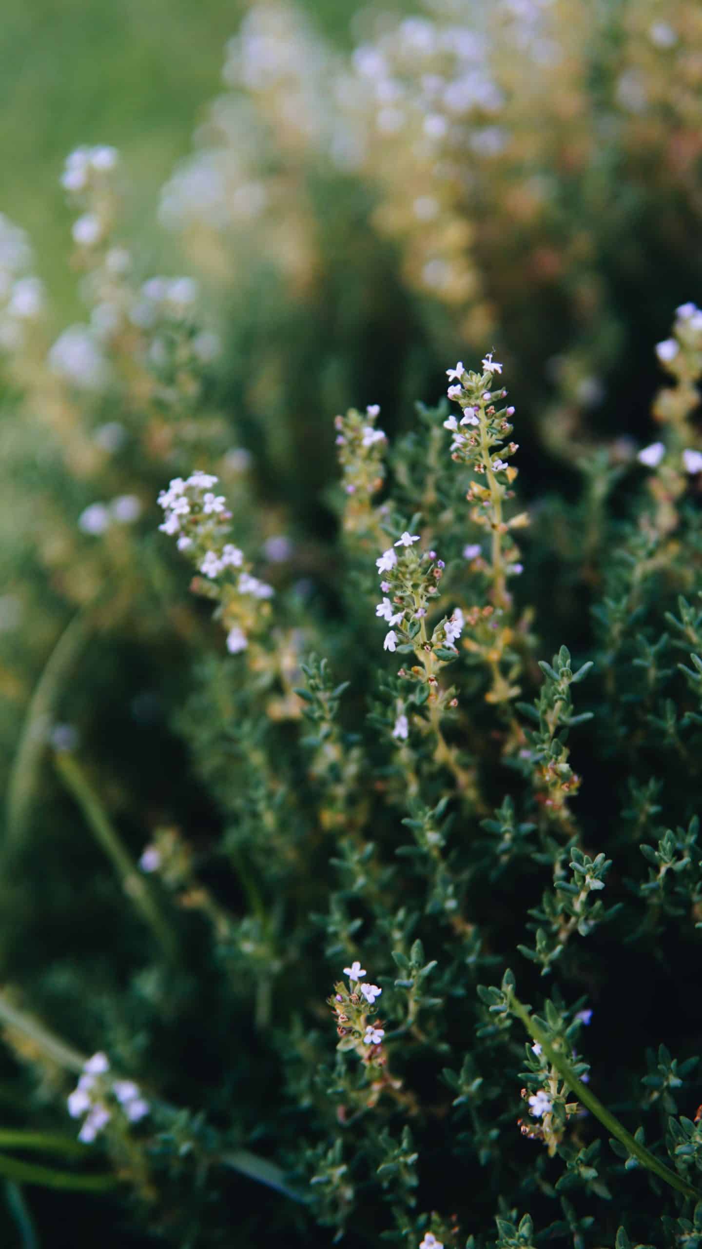 Thyme Essential Oil