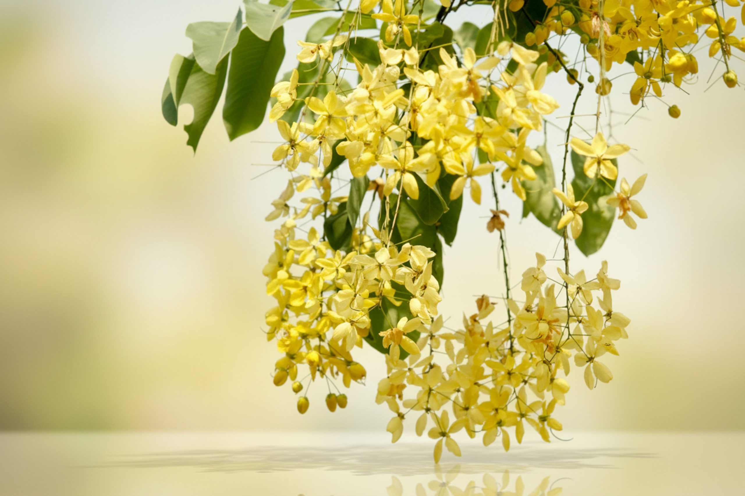 Ylang Ylang Essential Oil