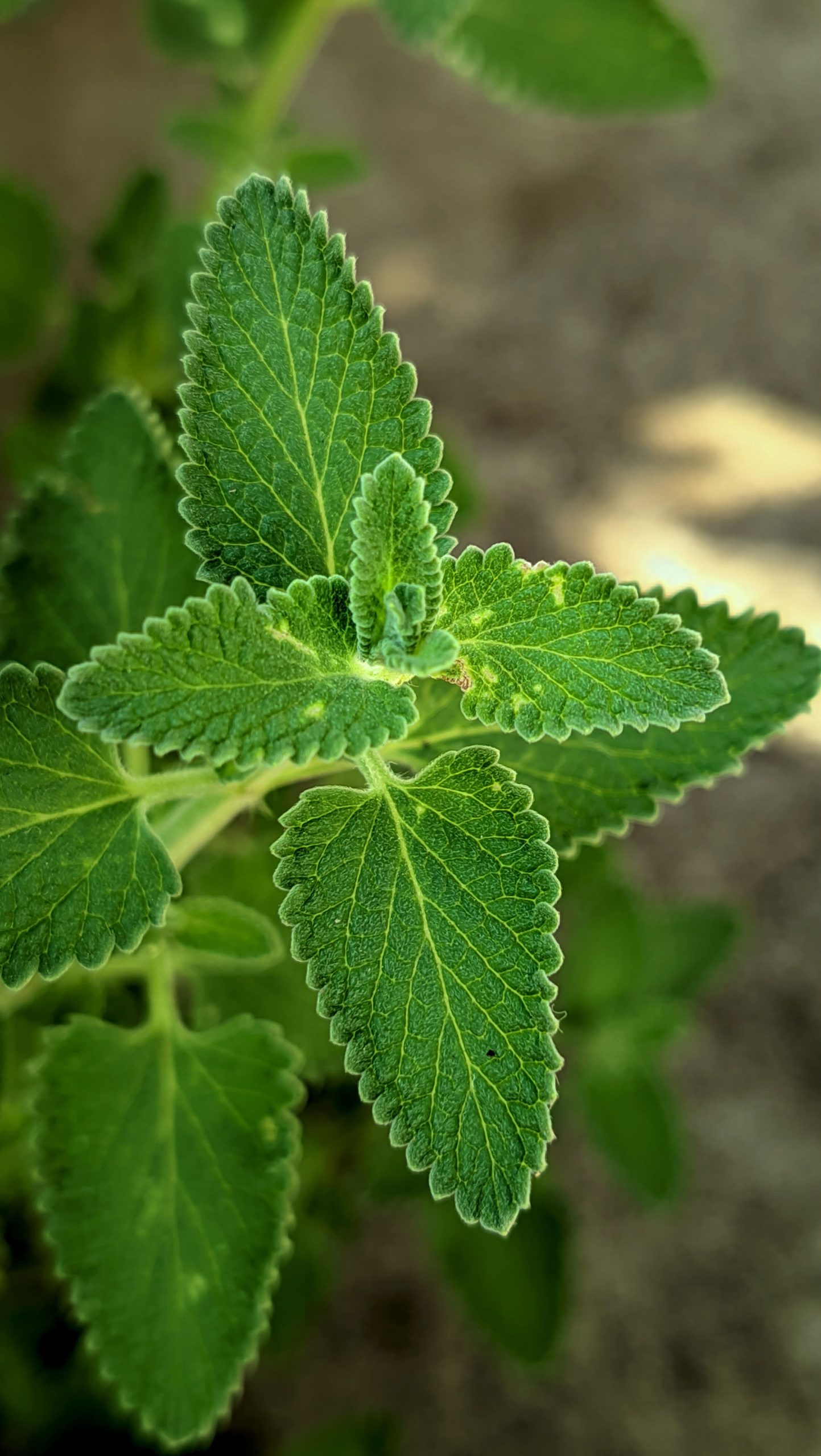 Lemon Balm essential oil