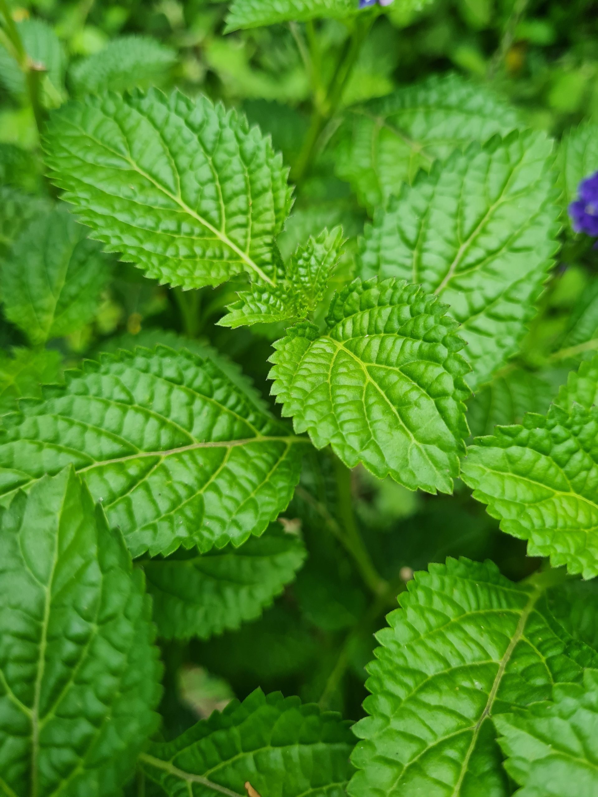 Patchouli Essential Oil