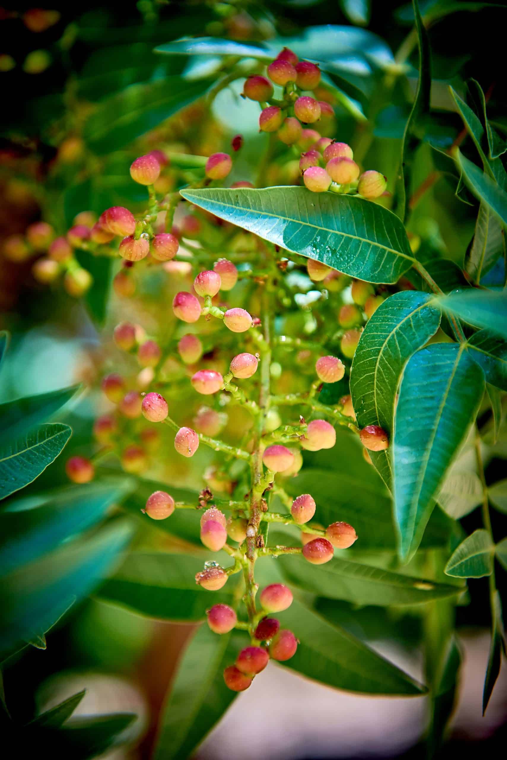 Pink Peppercorn Essential Oil