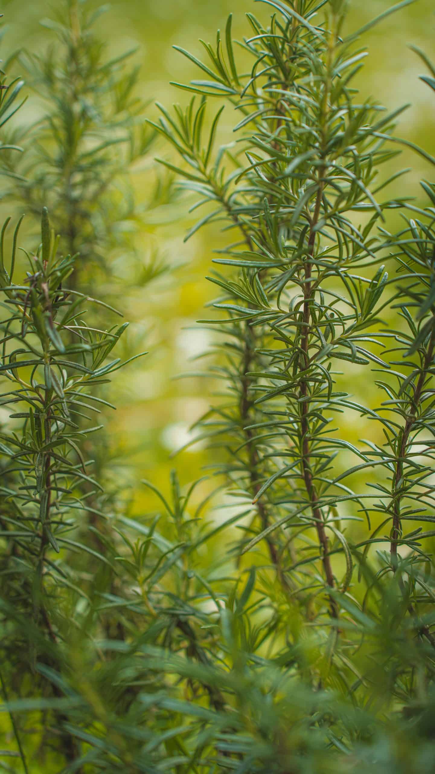 Rosemary Essential Oil
