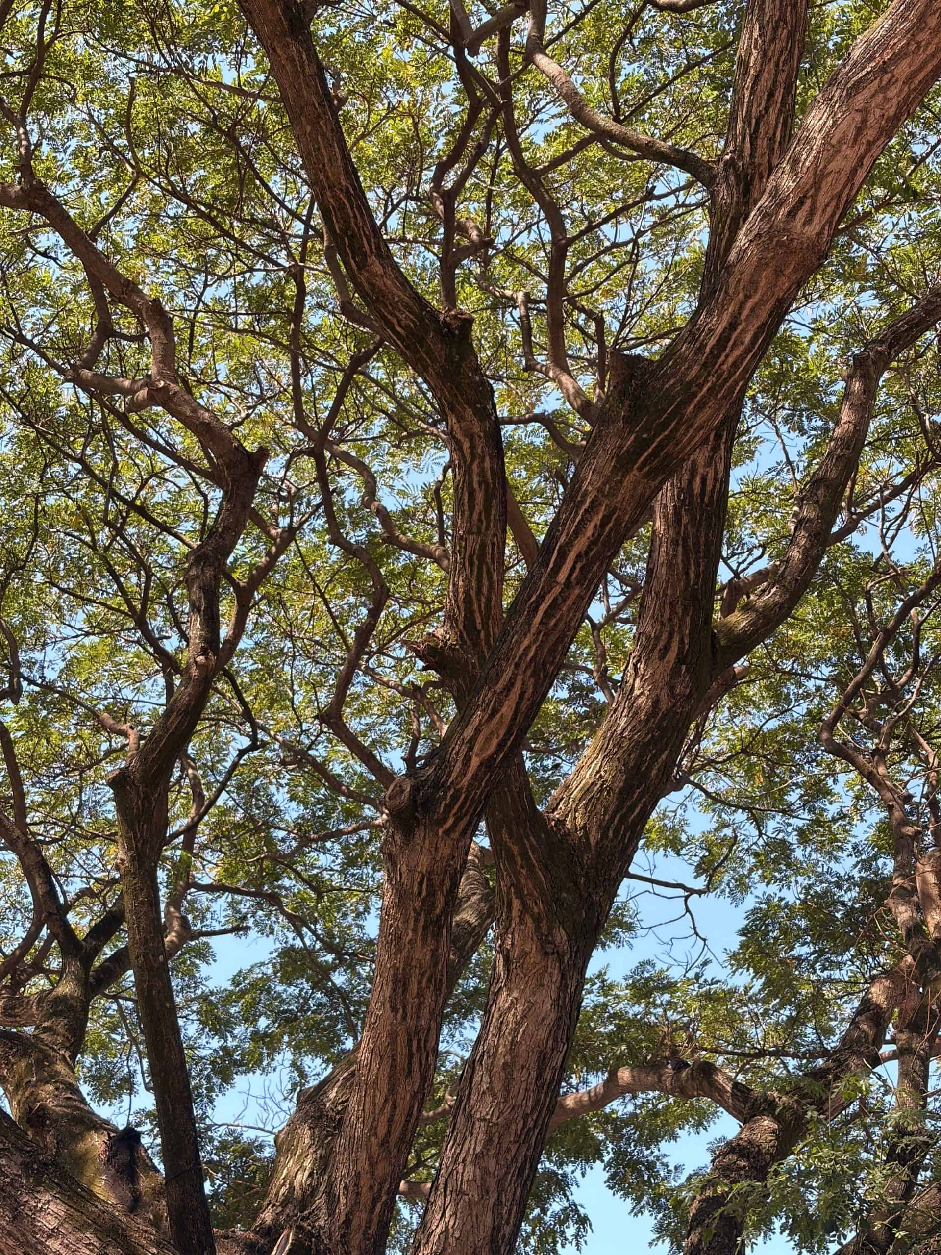 Rosewood Essential Oil